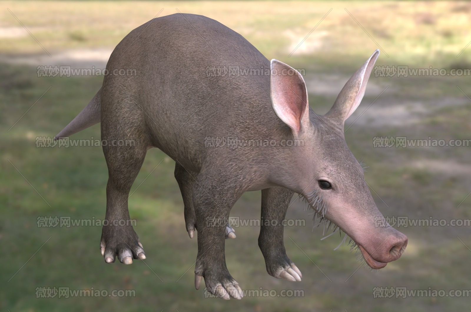 ʳ޶-1